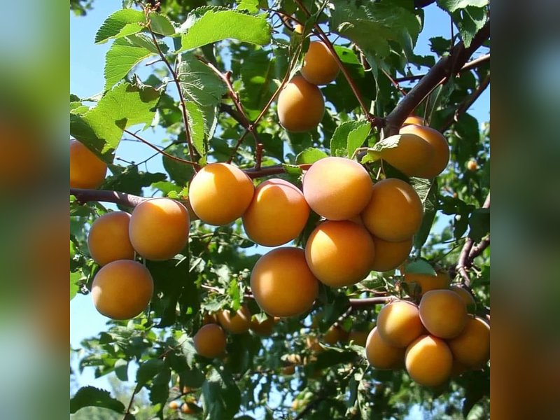 Лель — Абрикос