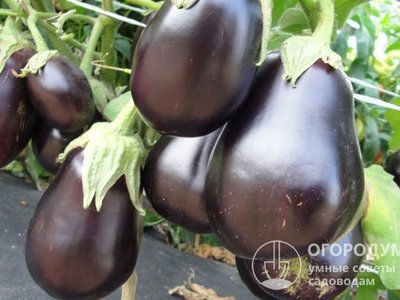 Чёрный красавец