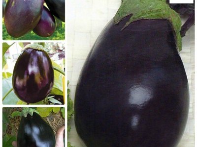 Чешский ранний