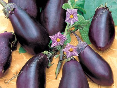 Баклажан Робин Гуд