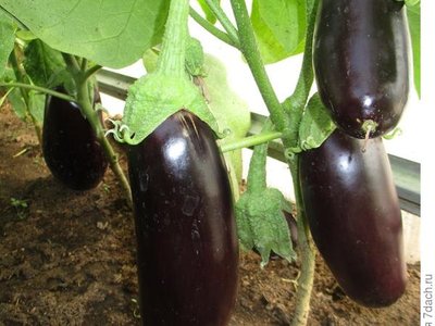 Баклажан Валентина F1