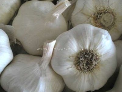 Сочинский 56