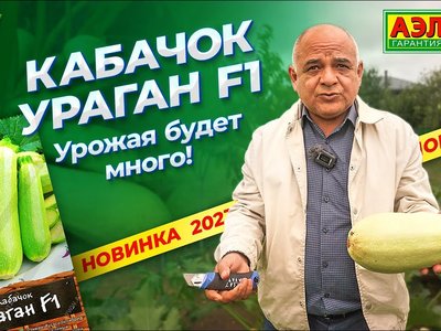 Кабачок Аэронавт