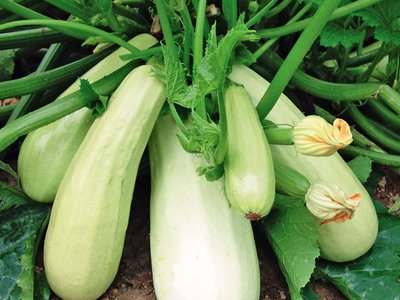 Белоплодный