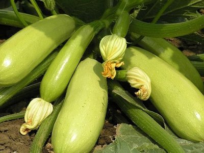 Кабачок Искандер F1