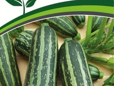 Кабачок Зебра