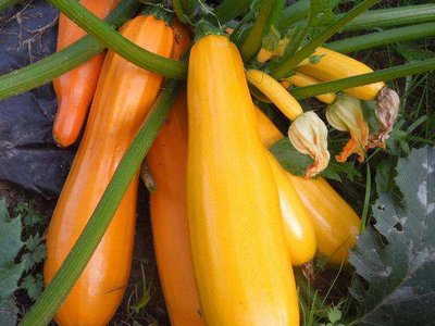 Жёлтоплодный