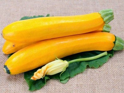 Кабачок Золотинка