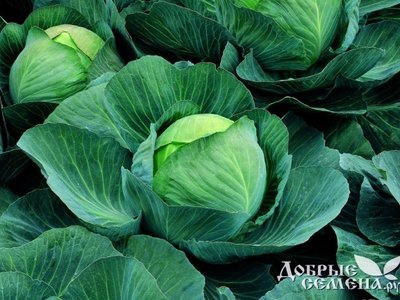 Капуста Атрия F1