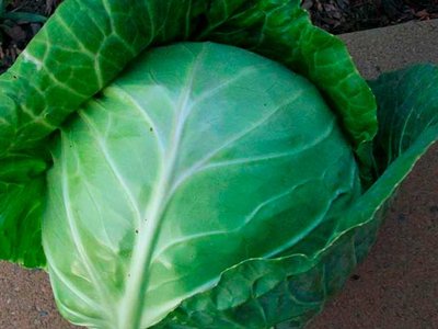 Капуста Белоснежка