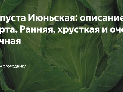 Капуста Июньская