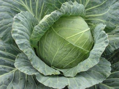 Капуста Колобок F1