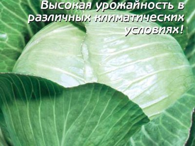 Капуста Ринда F1