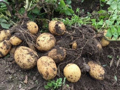 Картофель Адретта