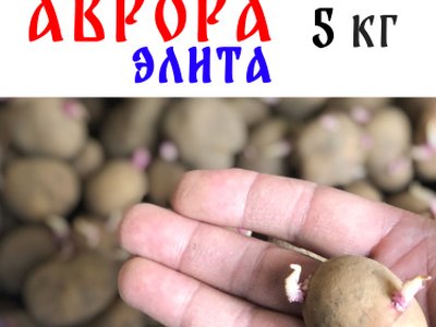 Аврора