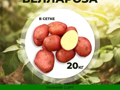 Картофель Беллароза
