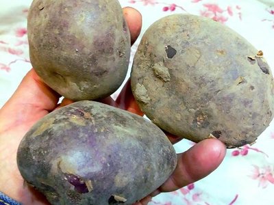 Картофель Чугунка