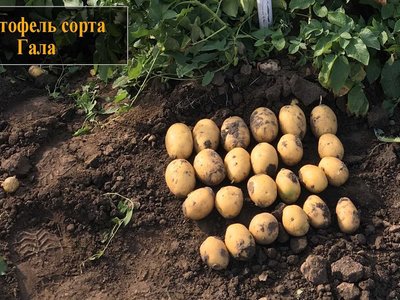 Картофель Гала