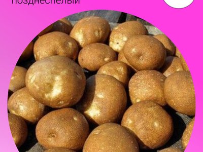 Картофель Киви