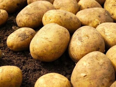Коломбо — Картофель