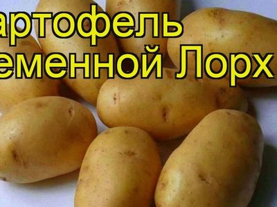 Картофель Лорх