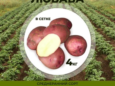 Любава