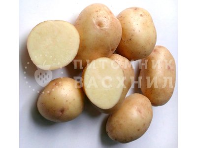 Картофель Невский