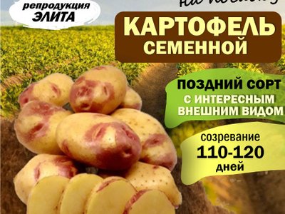 Картофель Пикассо