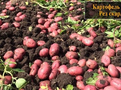 Картофель Ред Скарлет