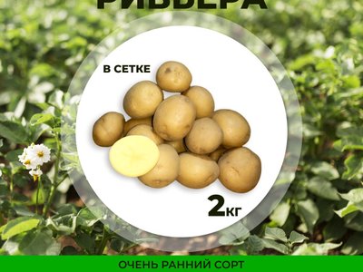 Картофель Ривьера