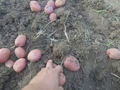 Картофель Рокко