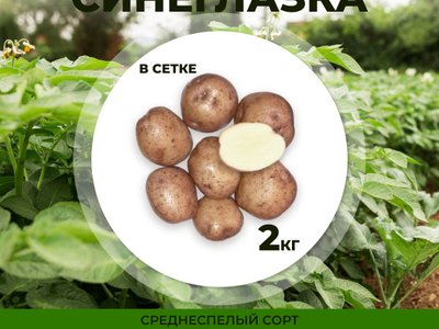 Картофель Синеглазка