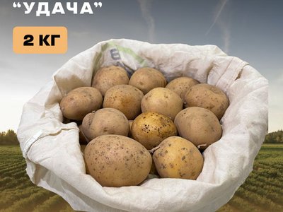 Картофель Удача