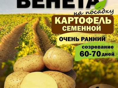 Картофель Вента