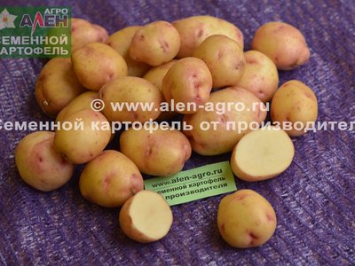 Картофель Жуковский ранний