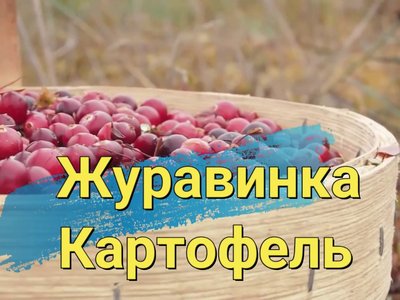Картофель Журавинка