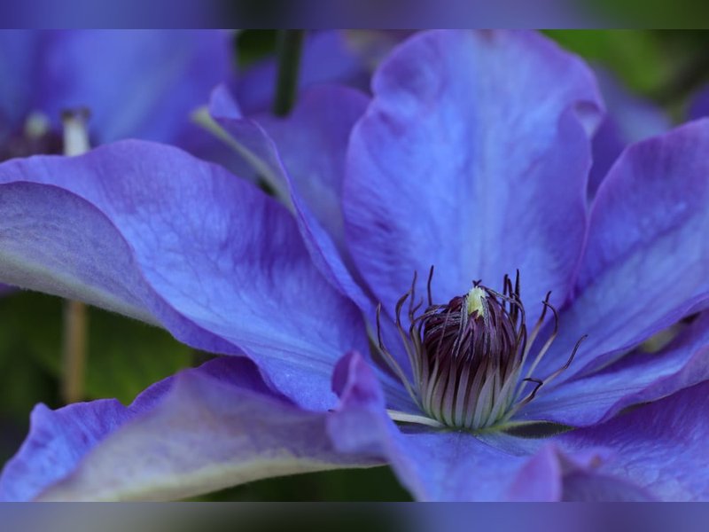 Клематис Ниобе