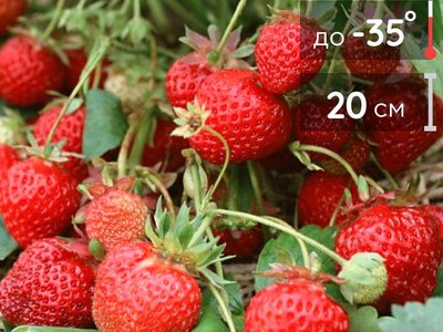 Фестивальная