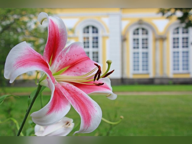 Лилия Робина