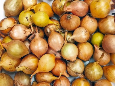 Штутгартер Ризен