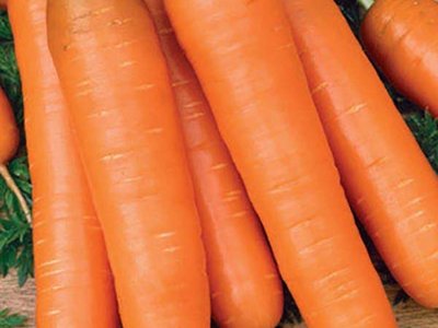 Морковь Самсон