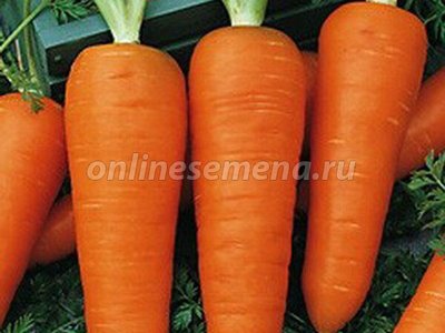 Морковь Шантенэ 2461