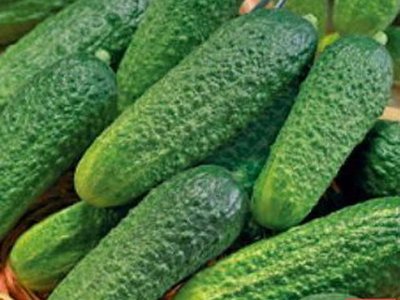 Огурец Алтайский ранний 166