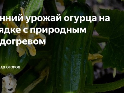 Алтайский ранний