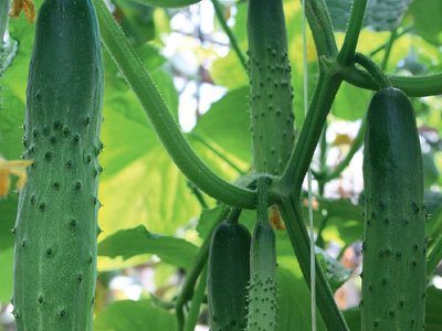 Огурец Атлет F1