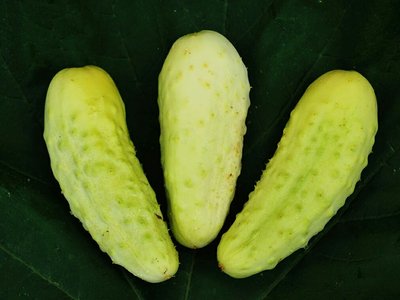 Огурец Белый ангел F1