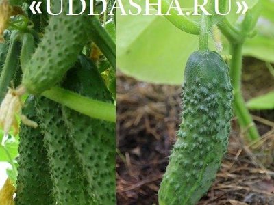 Огурец Герман F1