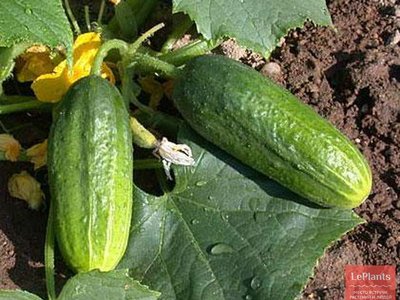 Огурец Изящный