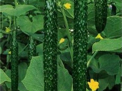 Огурец Китайский змей