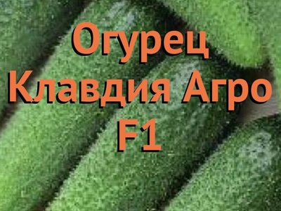 Огурец Клавдия F1